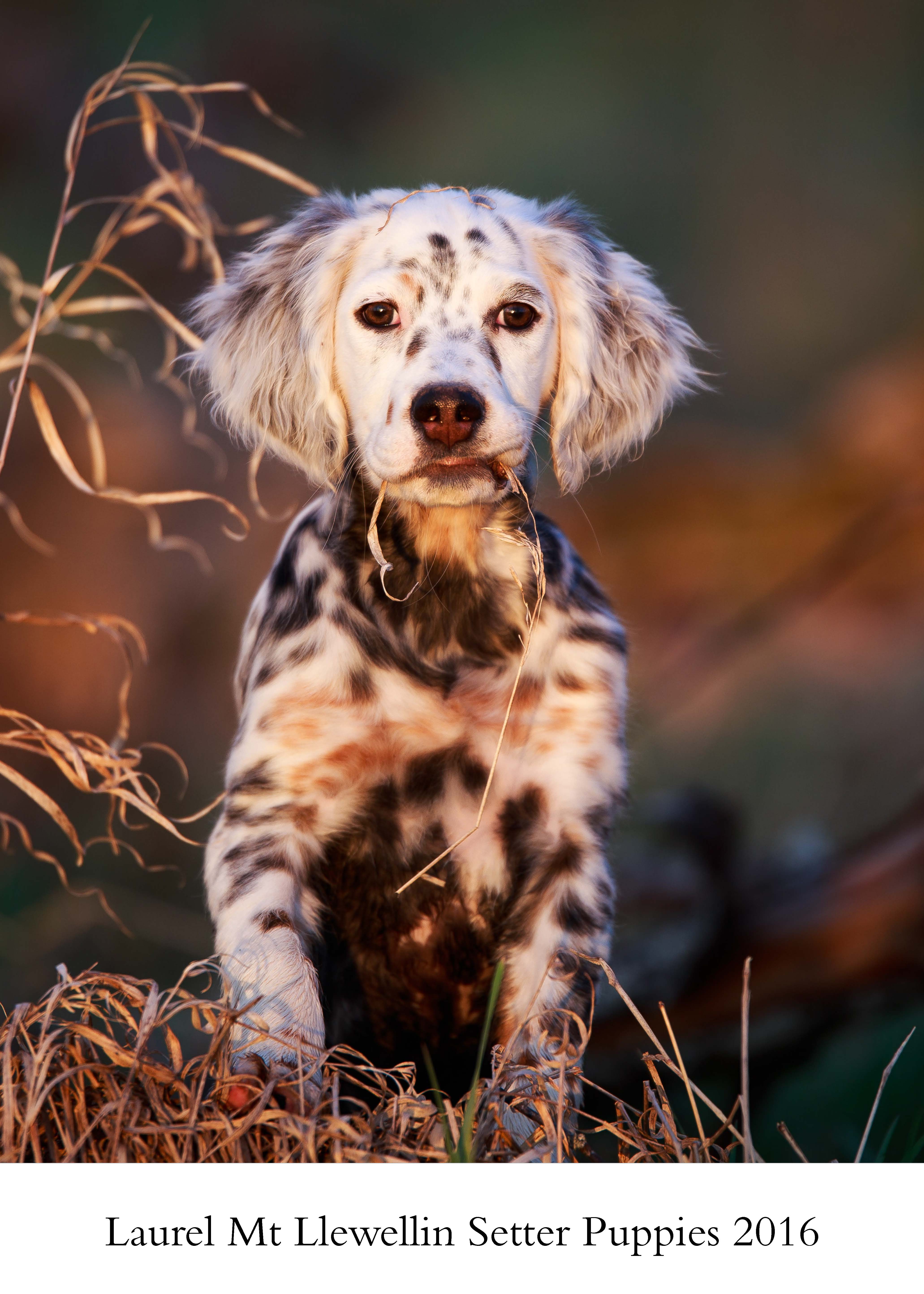 llewellin setter rescue