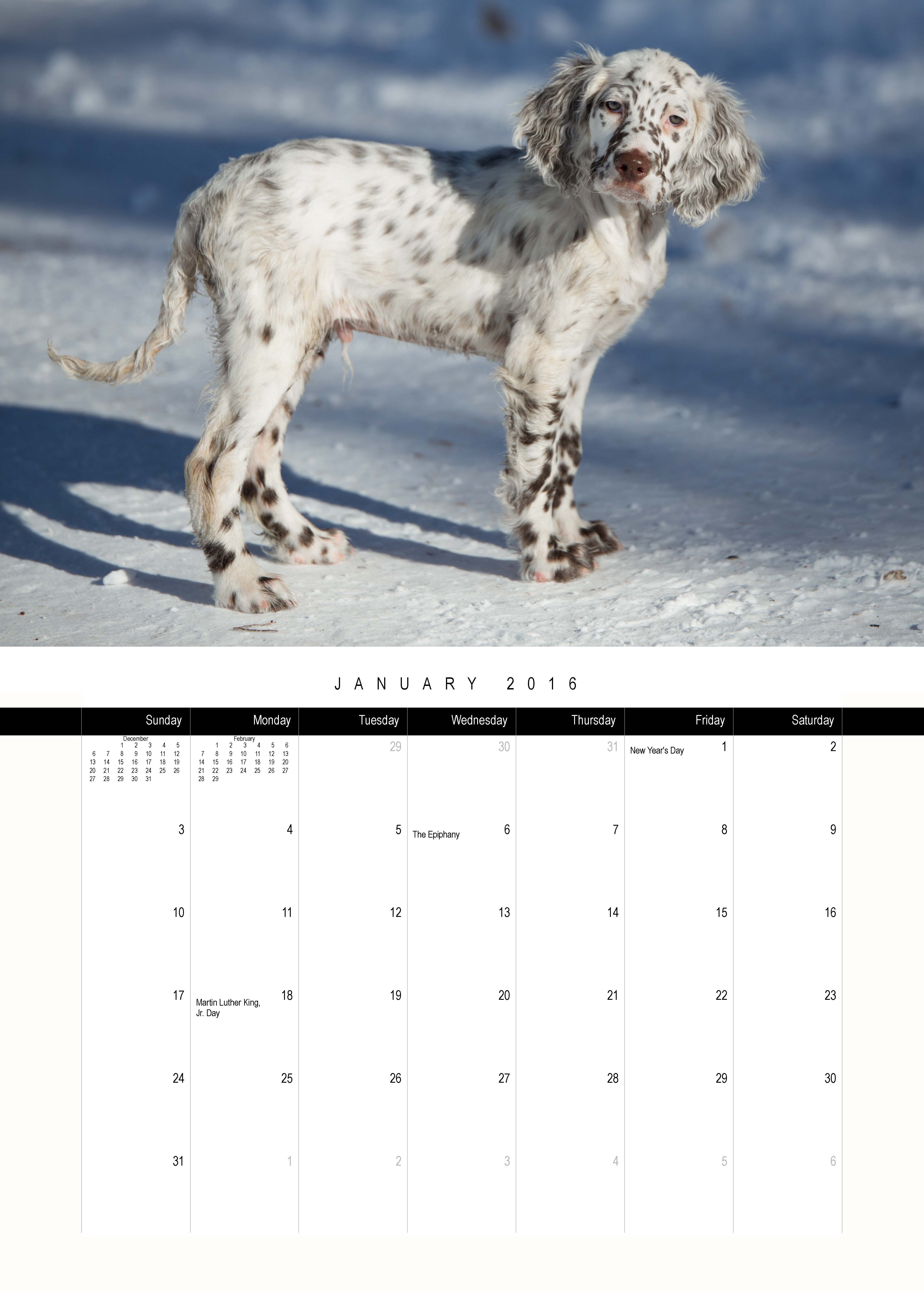 January 2016 Laurel Mt Llewellin Setters Puppy Calendar