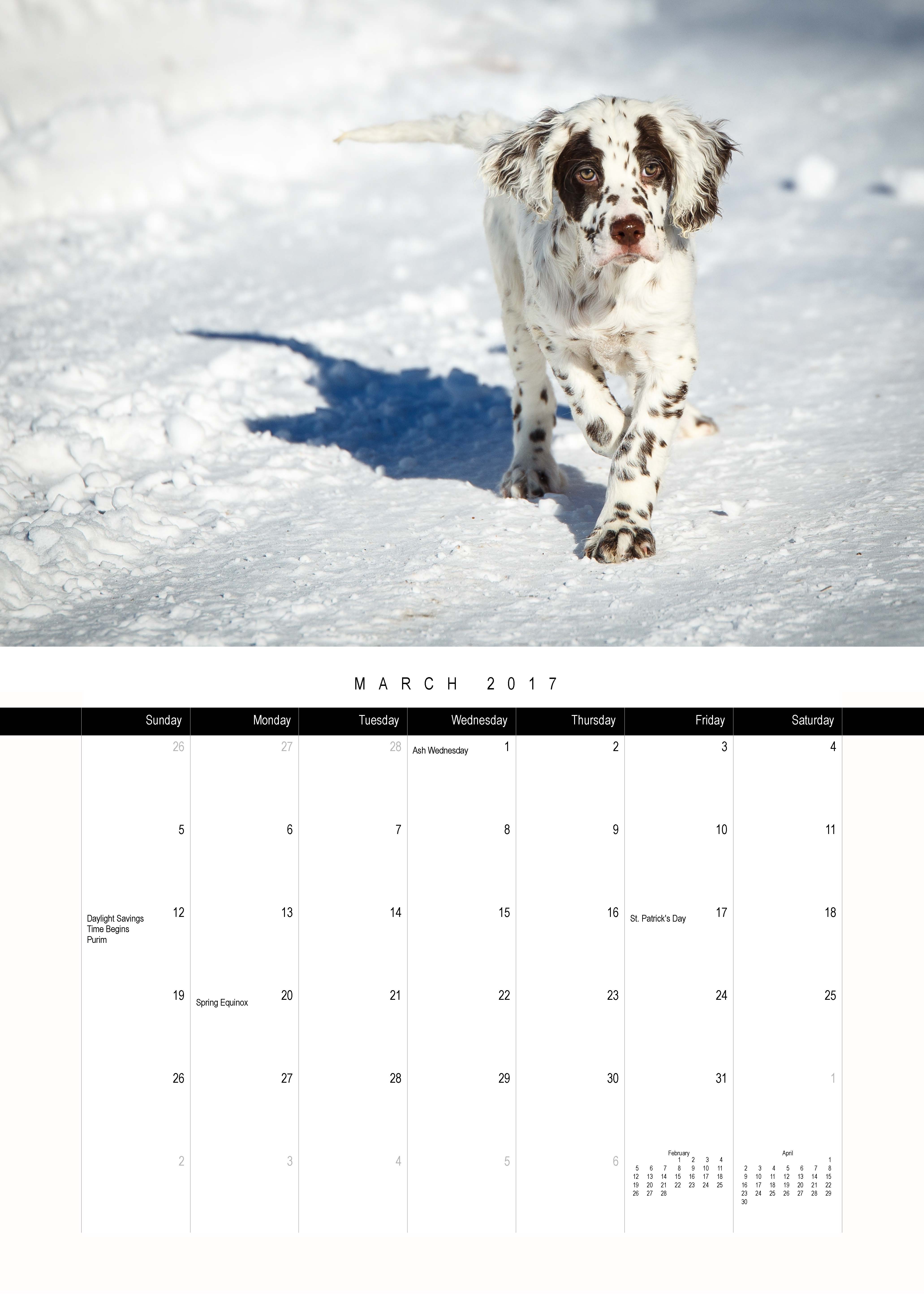 March 2017 Laurel Mt Llewellin Setters Puppy Calendar