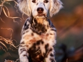 Cover page of the 2016 LML Puppy Calendar