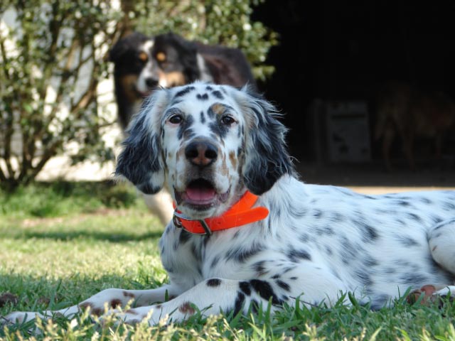 Rizzini, tri-belton llewellin setter pup out of Maddie x Remus, and now living in Georgia