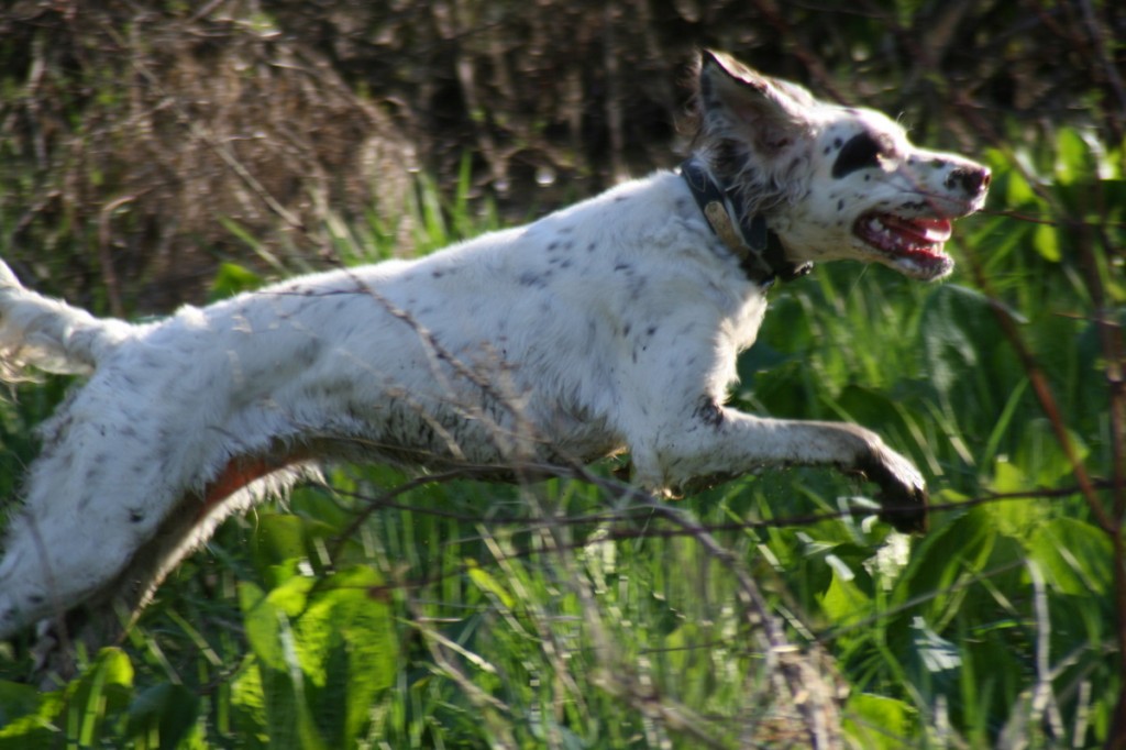 Our beautiful Llewellin Setter, Santana