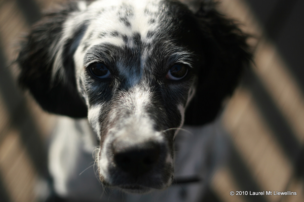 Cheyene, white/black Llewellin Setter pup