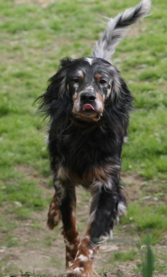 Our beautiful Llewellin Setter, Count