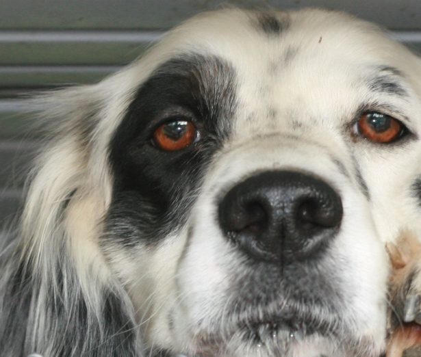 Ranger, a 1.5-year old Llewellin Setter male, says he is watching you! :)