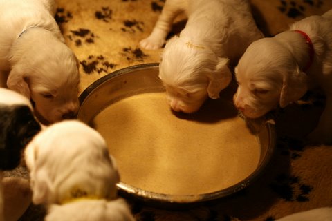 Three-week old llewellin setter puppies eating their puppy-mash