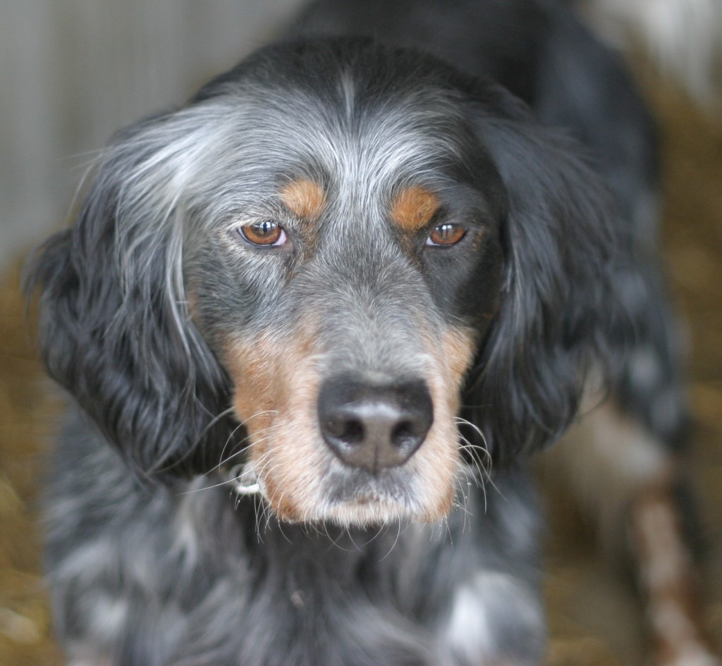 My bird dog Luke