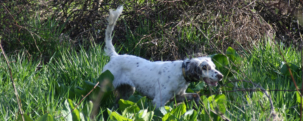 Our chestnut Llewellin Setter, Santana