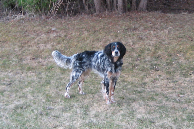 Timber (Yankee from the Shay x Brier Patriots litter)