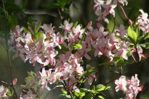 Spring blooms