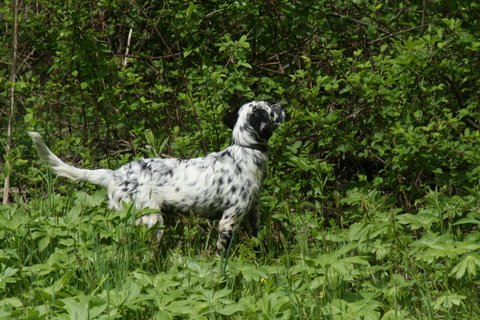 Cheyenne taking notice to a critter