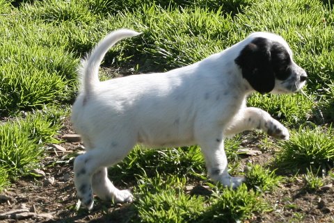 Torrie, female white, black, and ticked Llewellin Setter puppy