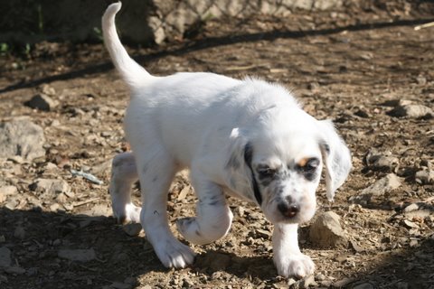 Bee, tri-color Llewellyn Setter puppy out of Jenna by Steele