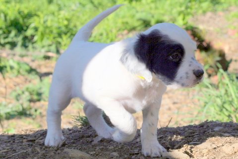 Catalina, white, black, and ticked female Laurel Mt. Llewellin Setter puppy