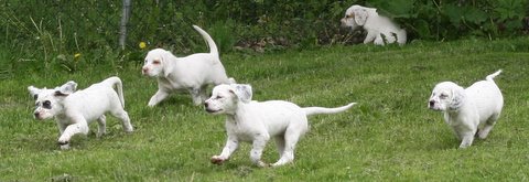 Jenna x Steele Puppies 7 weeks