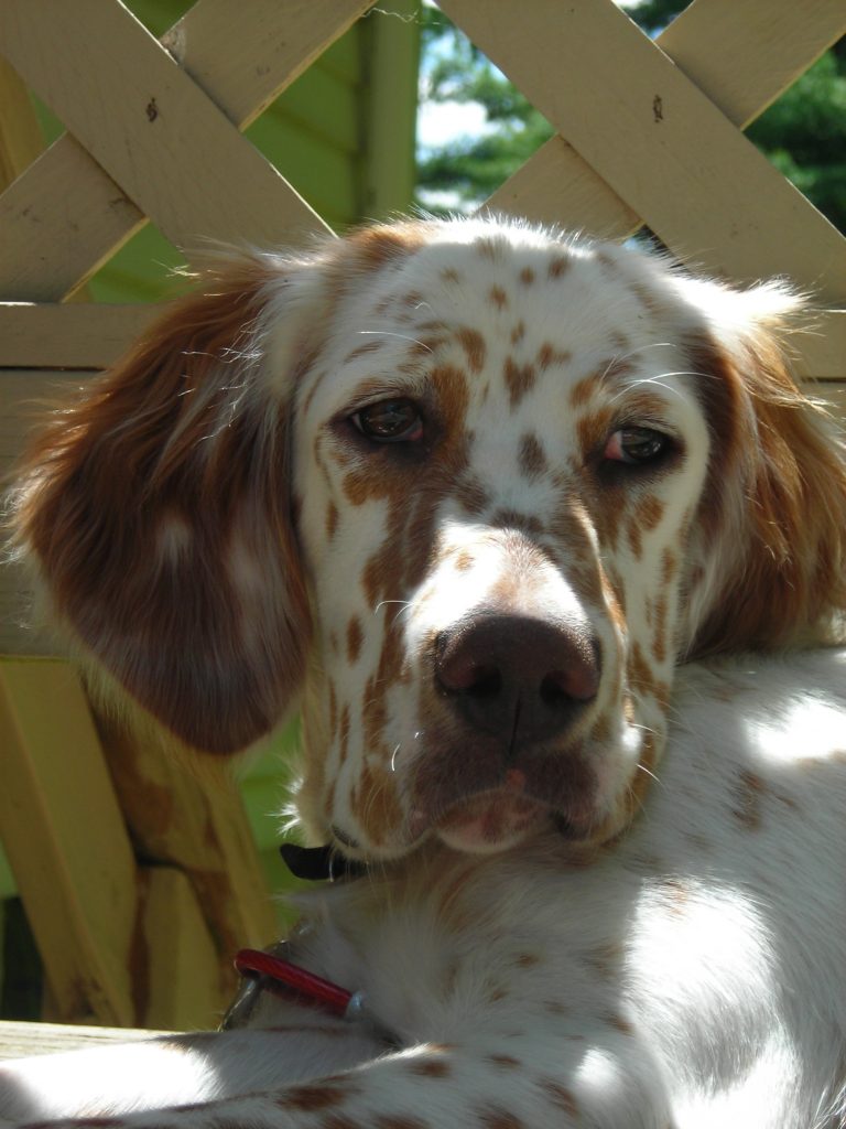 Zeke (Remington from the Gunners litter)