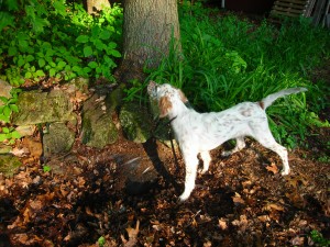 Zeke (Remington from the Gunners litter)