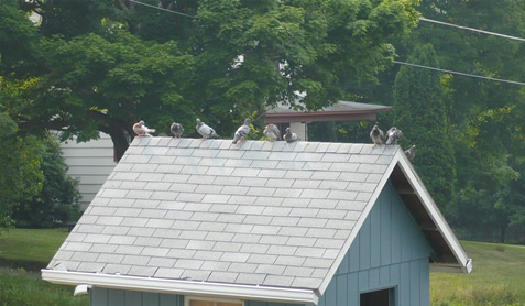 Pigeons on top of the loft