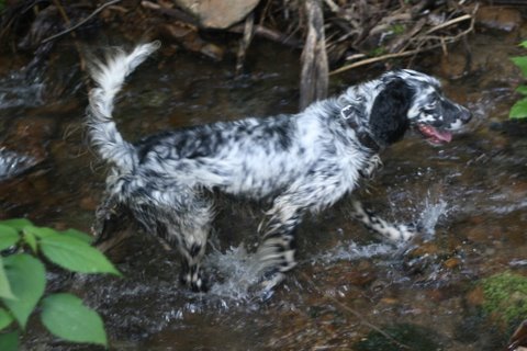 Steele cooling off in a Laurel Mountain stream