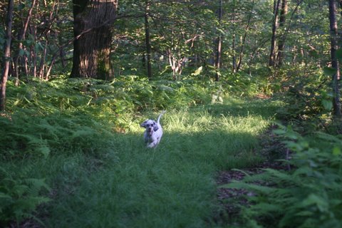 Pup on a lovely evening in the Laurel Mountains
