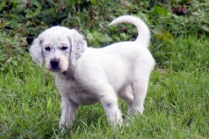 Madison, female tri-color Llewellin Setter puppy