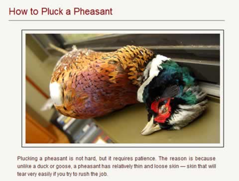 Click to learn How to Pluck a Pheasant