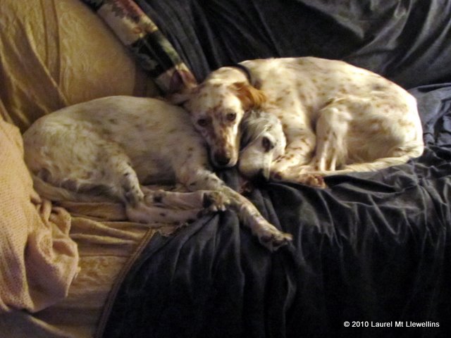 Our Llewellins, Maisy & Jenna Cuddling