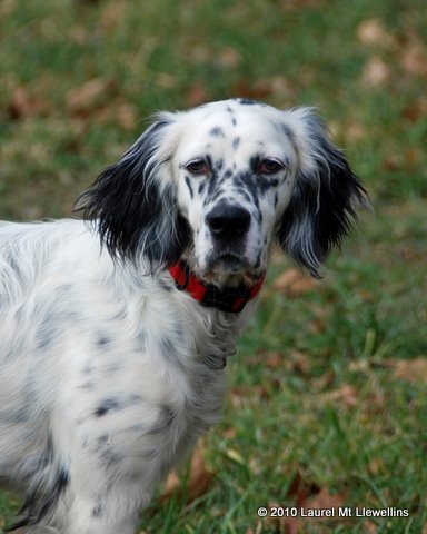 Cooper (Dart from the Muscle Cars litter--Jenna x Steele)