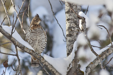 Winter Grouse