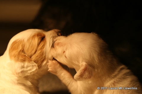 Grace and Ellie Playing