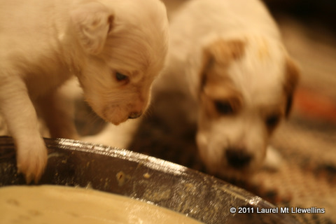 First Taste of Puppy Mash