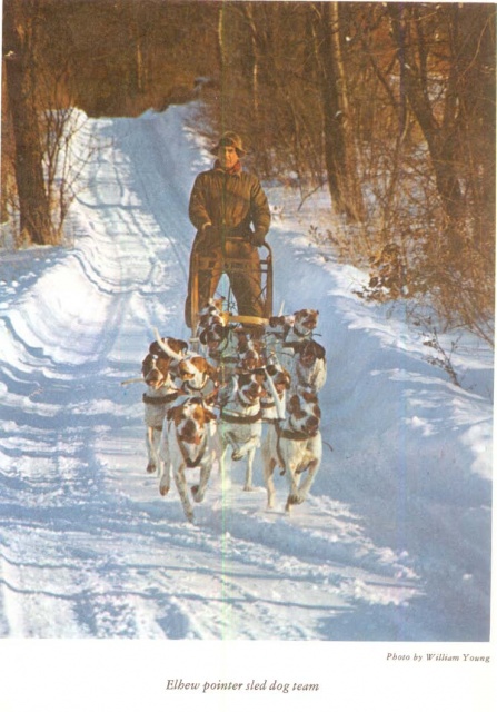 Wehle's Dog Sled Team of Pointers