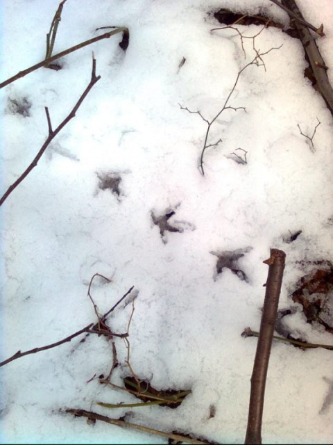 Grouse tracks