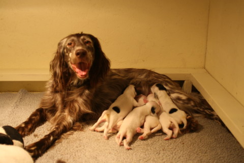 Maddie and Puppies 1 week old