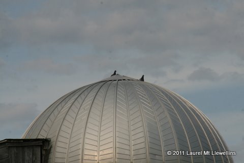 Pigeons on the Silo