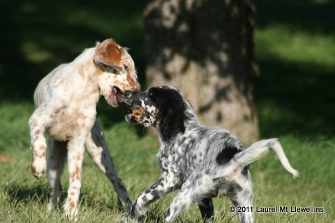 Llewellin pups playing