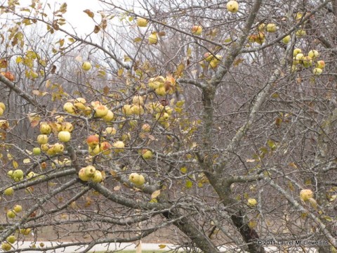 What's left of the apples