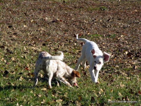 Puppies playing