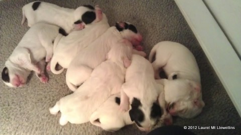 Pile o' Puppies