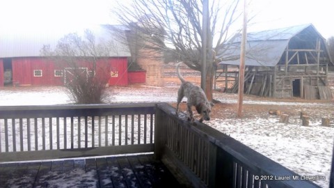 Kea on the deck railing