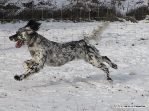 The magnificent Llewellin Setter, Steele