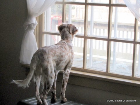 Kea at the window