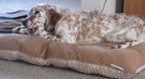 Raini (now Rosey!) loving her new bed and toys