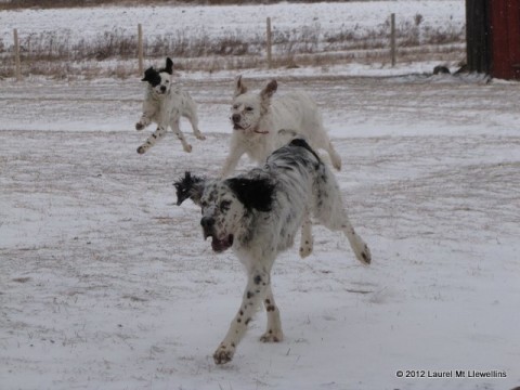 Rocco, Doc, and Gale