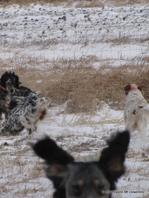 Midge, Addie, Nashua, and Mia