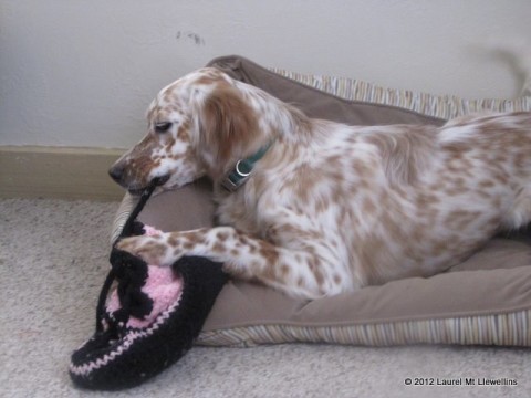 Kea eating my slipper