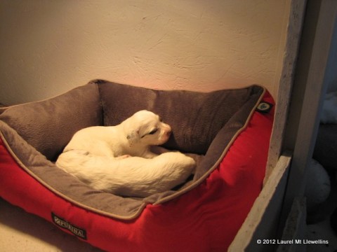 Enjoying the puppy bed.