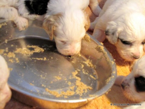 Cleaned the dish!