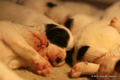 Puppy feet