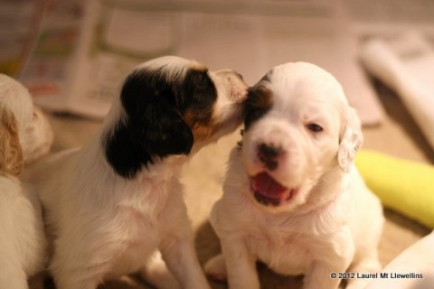 Mack (left) Mohawk (right)